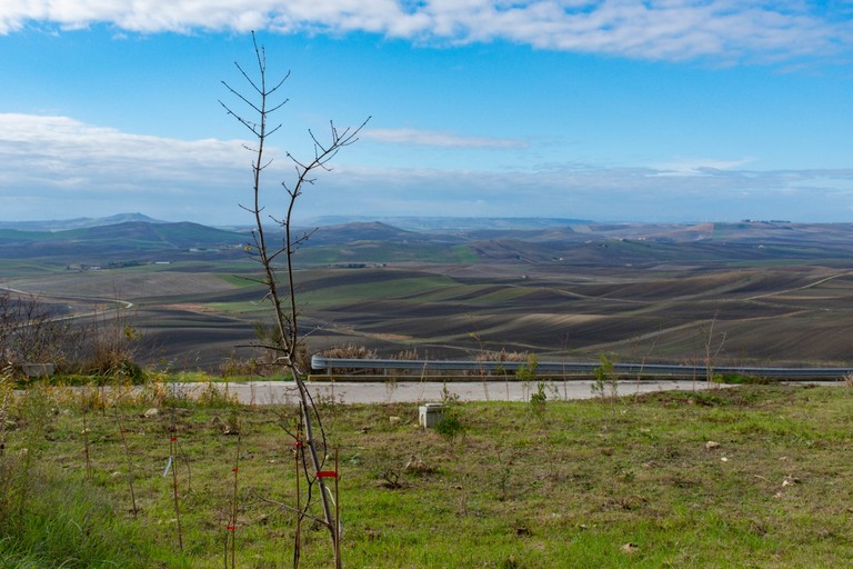 Piantumati alberi nel parco dell'alta Murgia