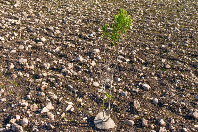 Piantumati alberi nel parco dell'alta Murgia