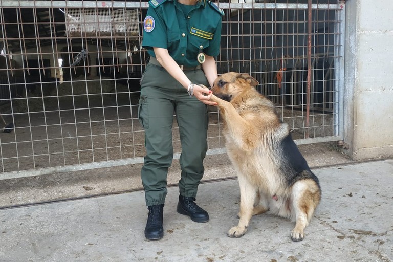Guardia zoologica con cane