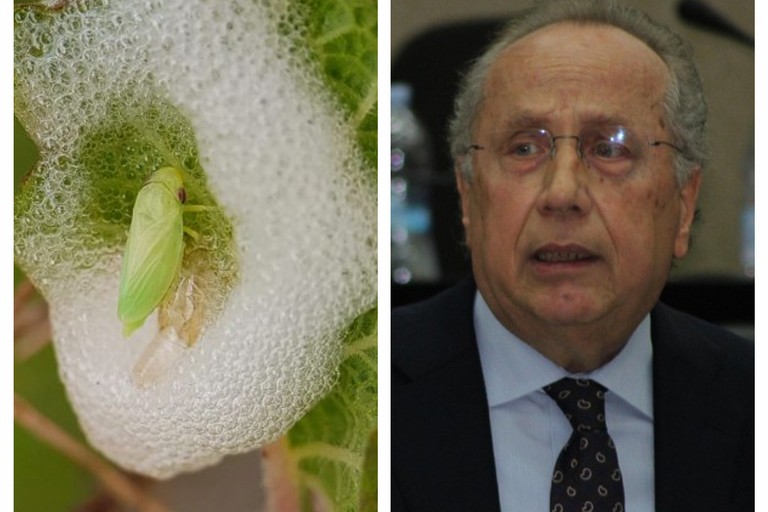 Marmo critica la Regione sul piano xylella