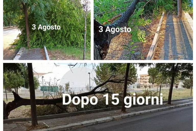 albero caduto in viale dei Comuni di Puglia
