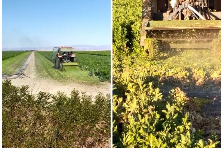 al macero nei campi le piante di sedano