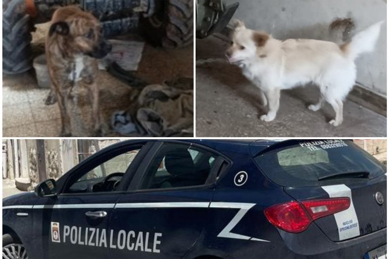 maltrattamenti animali