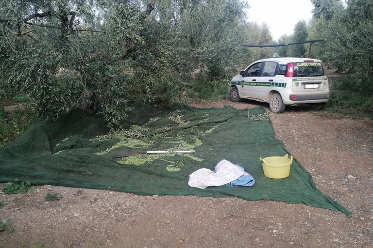 Agro di Andria, Guardie Campestri sventano furto di olive