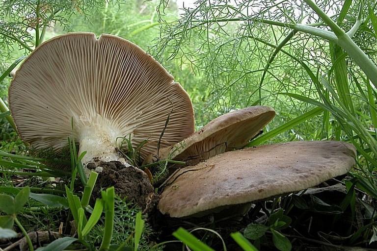 Funghi