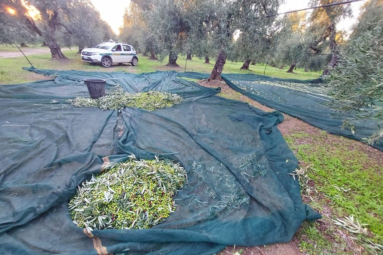 furto di olive