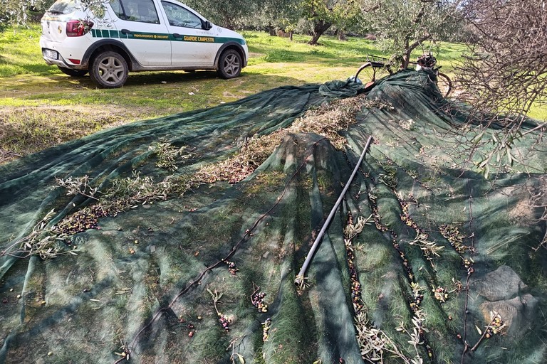 furti di olive ad Andria