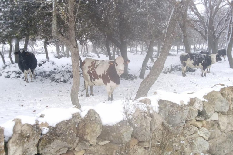 animali sotto la neve