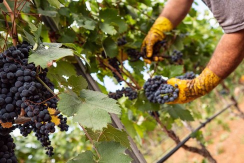 Settore vitivinicolo: quasi 30 mln di euro assegnati alla Puglia