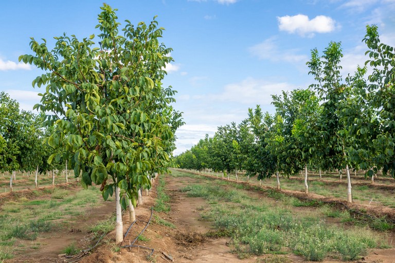 Il costo delle malattie delle piante