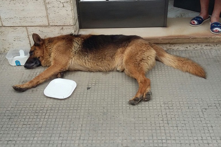 cane investito in via Giovane Italia