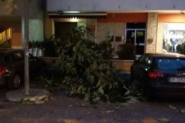 Albero caduto in via Bari