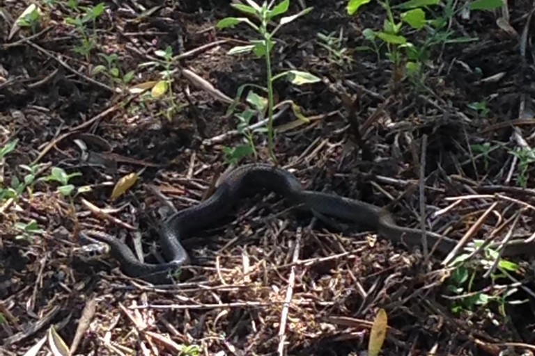 Un serpente cervone ritrovato nei pressi della scuola