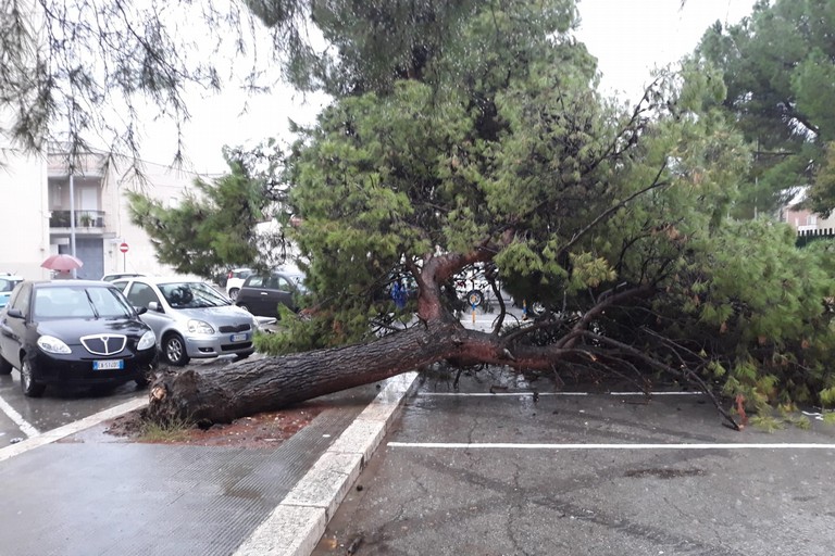 Cade grosso pino nel piazzale davanti alla scuola