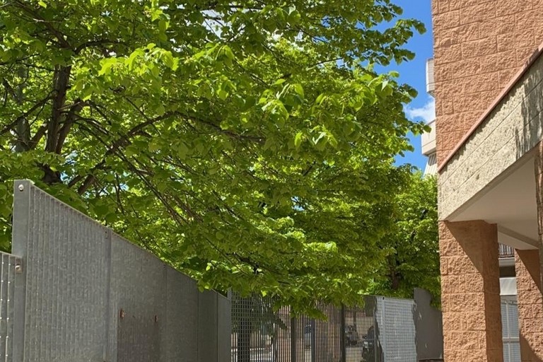 Albero che si affaccia sull'edificio parrocchiale