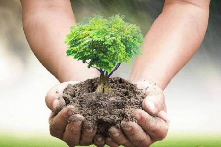 piantare un albero