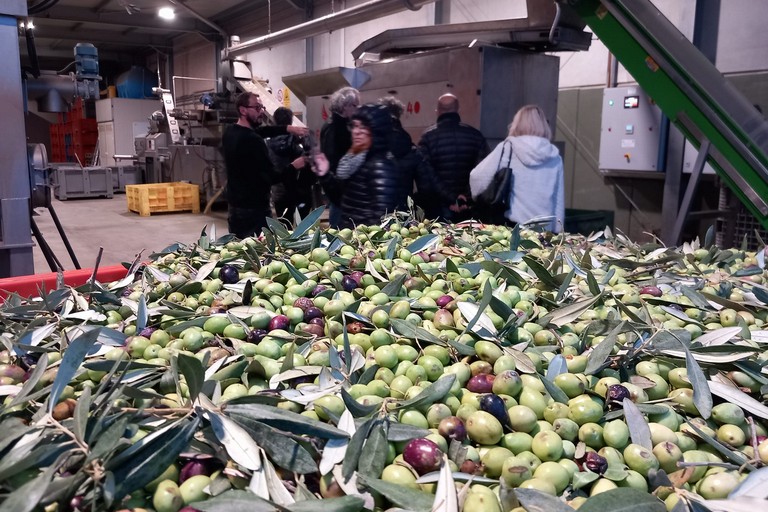 In arrivo 40milioni per i frantoi, Orgoglio Olivicolo: “Un’altra vittoria importante”