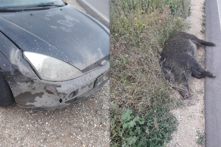 incidente stradale causato dai cinghiali