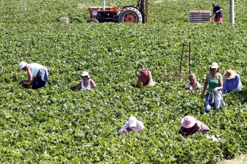 lavoro agricolo