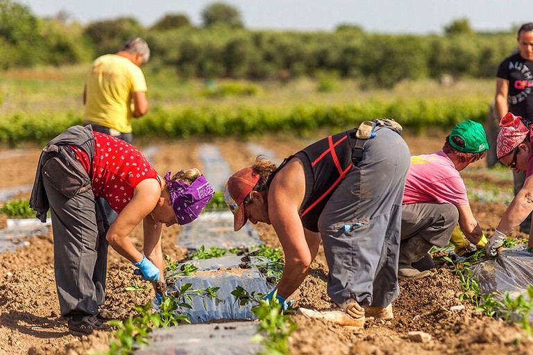 Flai Cgil Puglia: "Bene il divieto di lavoro nelle ore più calde, ma serve sistema stabile di tutele"