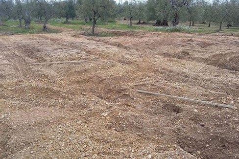 furto di alberi di ulivo