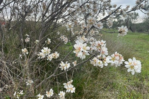 mandorli in fiore