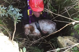 Cane da caccia caduto in un pozzo: salvato dalla Misericordia