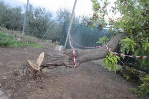 Albero abbattuto via dei Condottieri Montegrosso