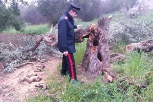 Ulivi abbattuti a Barletta