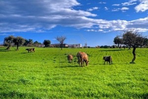 campagna pugliese