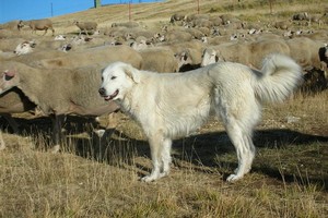 cane pastore abruzzese nel parco alta murgia