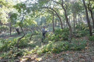 Sequestro Bosco Corpo Forestale dello Stato