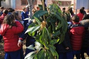 Festa dell'Albero: le scuole 