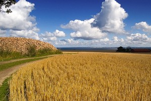 Qualità del grano, «Controlli errati e non ufficiali»