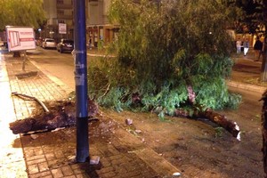 Auto contro albero