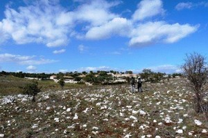 pulicchio di toritto