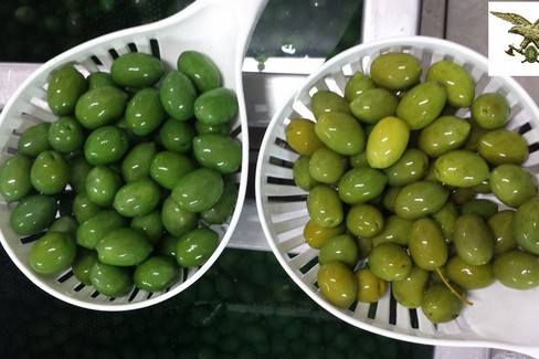 olive colorate