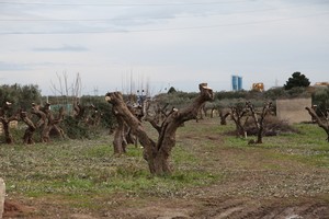 Andria Trani lavori