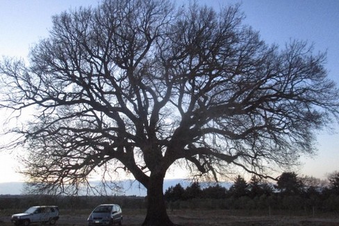 quercia andria