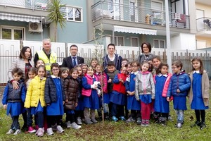 scuola rosmini albero ulivo