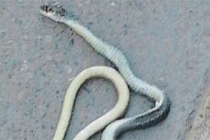 Serpente Viale Venezia Giulia