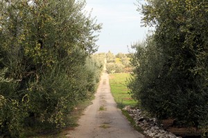 Stradina di campagna, un tratturo tra gli ulivi