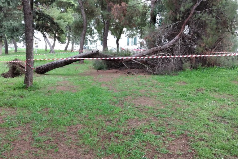 albero caduto nella villa comunale