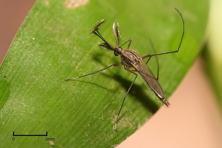 West Nile Virus