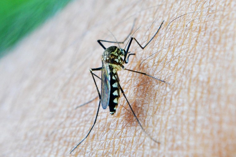 West Nile Virus