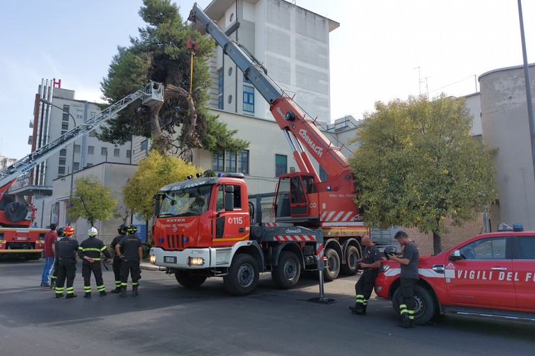 Cede grosso albero di pino nei pressi dell'ospedale 