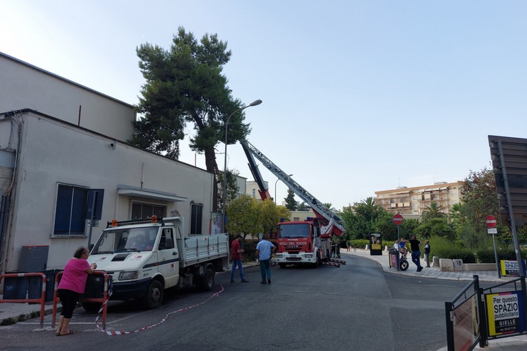 Cede grosso albero di pino nei pressi dell'ospedale 