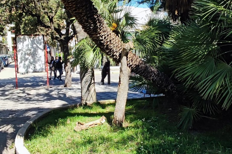 “Tragedia sfiorata” in piazza Cappuccini per caduta ramo di palma. Ass. Losappio: «Fake news che crea solo allarmismo»