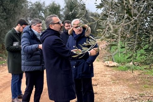 Xylella in agro di Bitonto