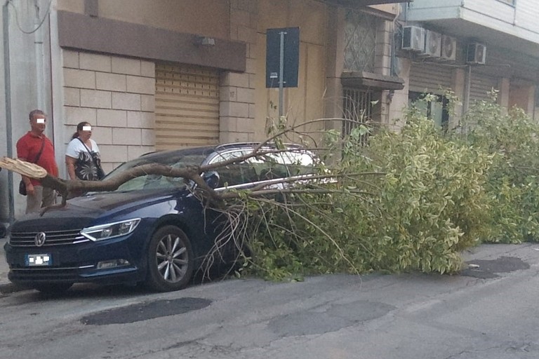Un albero di ligustro cade su un auto in sosta: é accaduto in via Vittorio Veneto
